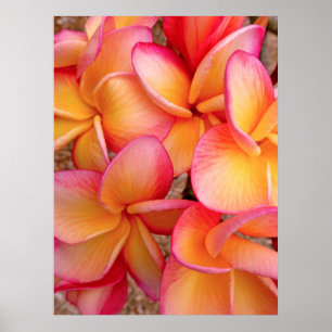 Hawaiian Frangipani Poster