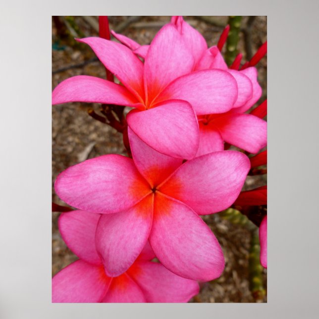 Hawaiian Frangipani Poster (Front)