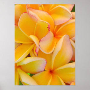 Hawaiian Frangipani Poster
