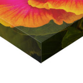 Hawaiian Fuchsia and Orange Hibiscus  Faux Wrap Faux Canvas Print (Corner)