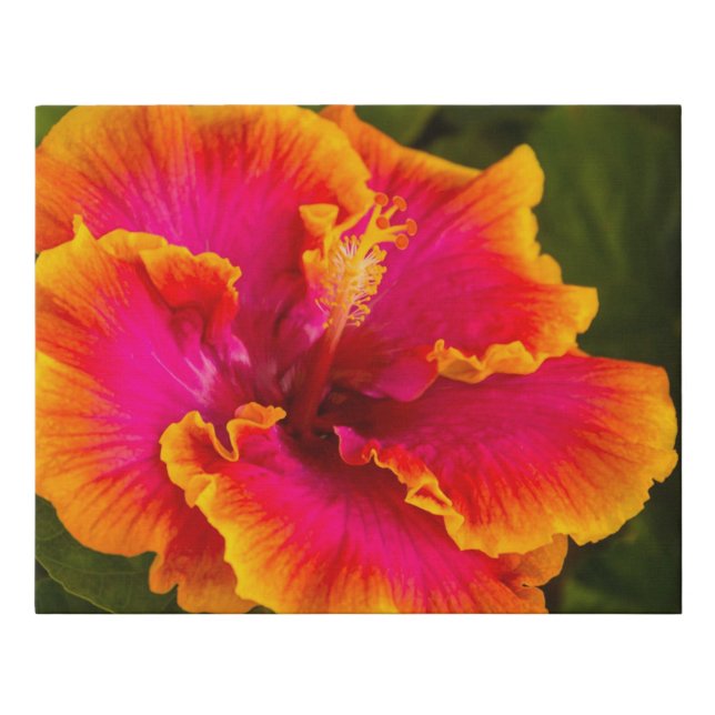 Hawaiian Fuchsia and Orange Hibiscus  Faux Wrap Faux Canvas Print (Front)