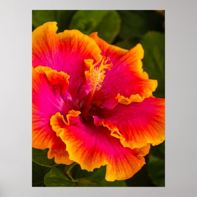 Hawaiian Fuchsia and Orange Hibiscus Poster (Front)