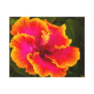 Hawaiian Fuchsia Hibiscus from Kauai Photograph Canvas Print