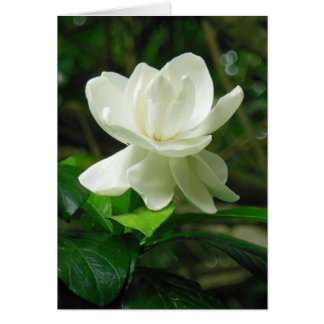 Hawaiian Gardenia