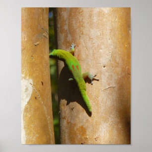 Hawaiian gecko on guava tree poster