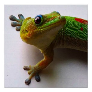 Hawaiian Gecko Poster