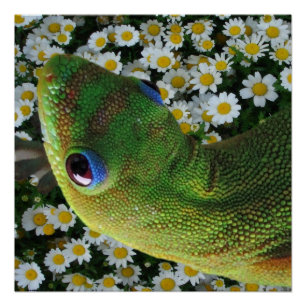 Hawaiian Gecko Poster