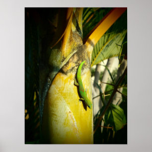 Hawaiian gecko tropical poster