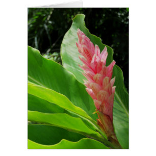 Hawaiian Ginger