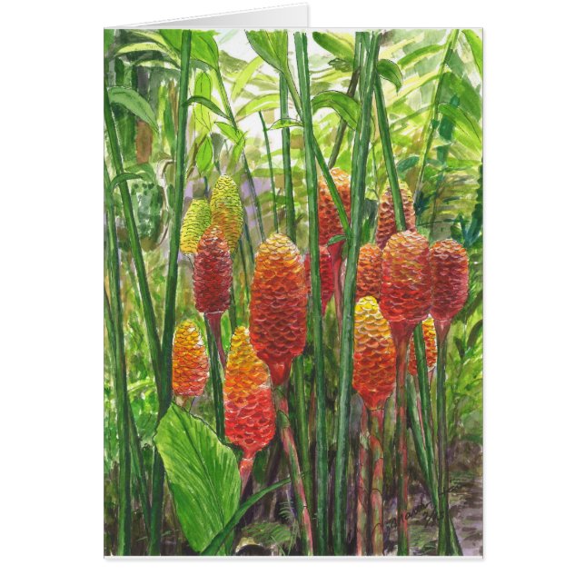 Hawaiian Ginger Plants (Front)