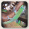 Hawaiian Gold Dust Gecko Coasters