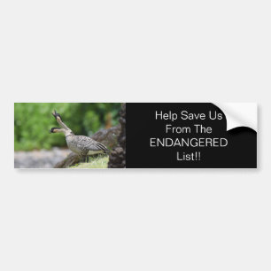 Hawaiian Goose Bumper Sticker