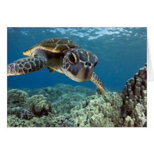 Hawaiian Green Sea Turtle