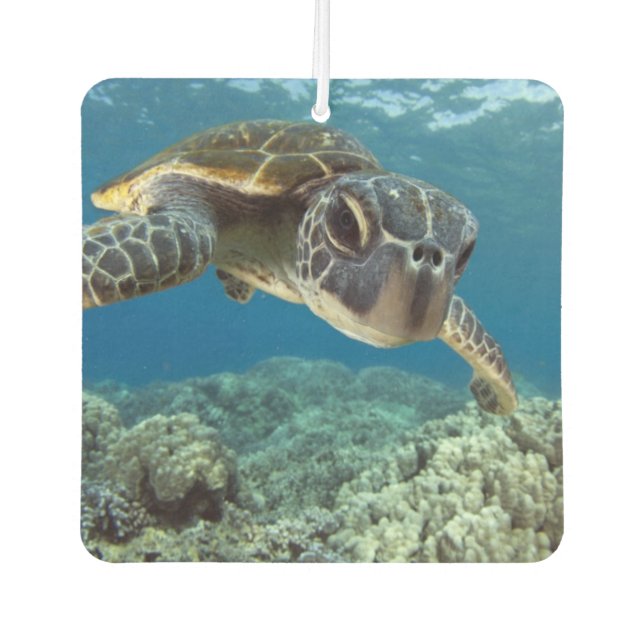Hawaiian Green Sea Turtle Air Freshener (Front)