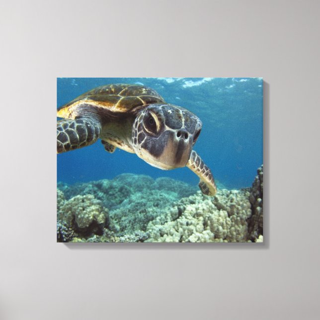 Hawaiian Green Sea Turtle Canvas Print (Front)
