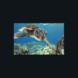 Hawaiian Green Sea Turtle Canvas Print<br><div class="desc">A Hawaiian gree sea turtle investigates his reflection in my dome port. © and ® Bigstock® - All Rights Reserved.</div>