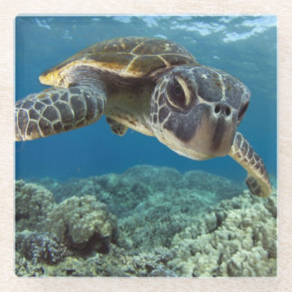 Hawaiian Green Sea Turtle Glass Coaster