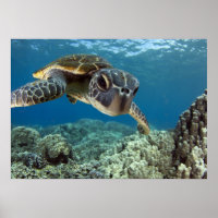 Hawaiian Green Sea Turtle