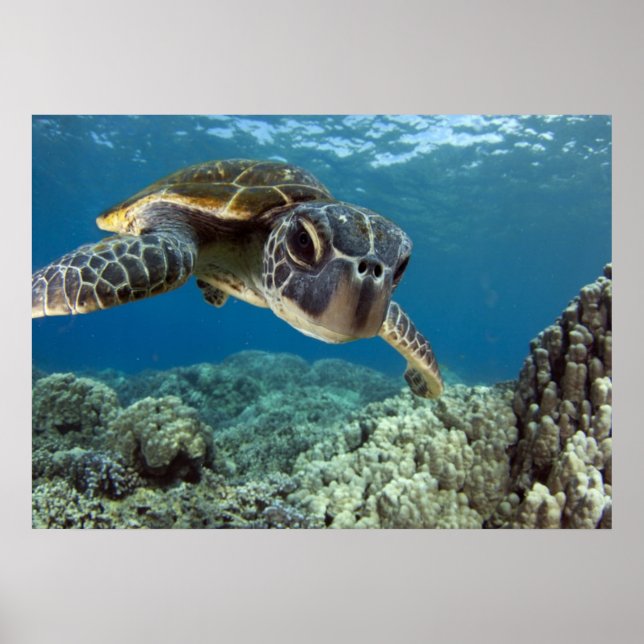 Hawaiian Green Sea Turtle Poster (Front)