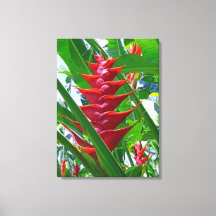 Hawaiian Heliconia Canvas Print