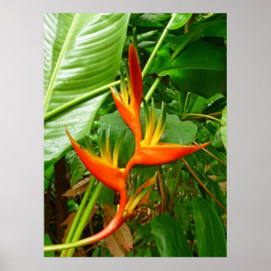 Hawaiian Heliconia Poster