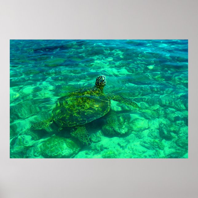 Hawaiian Honu Sea Turtle (36" x 24") Poster (Front)