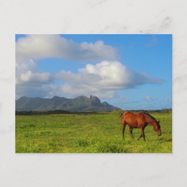 Hawaiian Horse Postcard (Front)