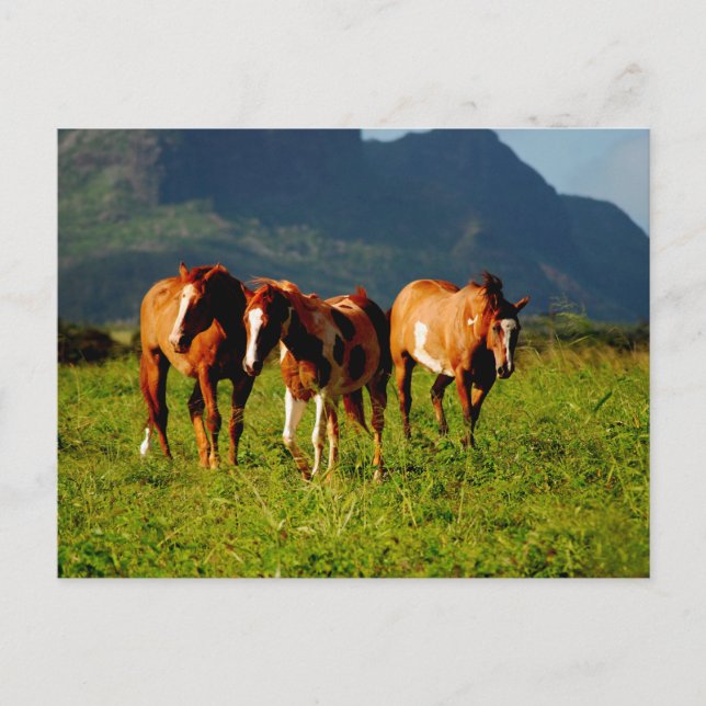 Hawaiian Horses Postcard (Front)