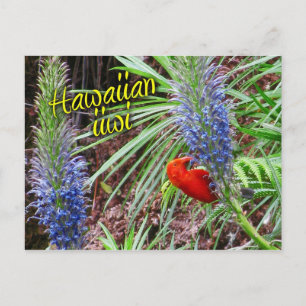 Hawaiian iiwi bird feeding on Lobelia grayana Postcard