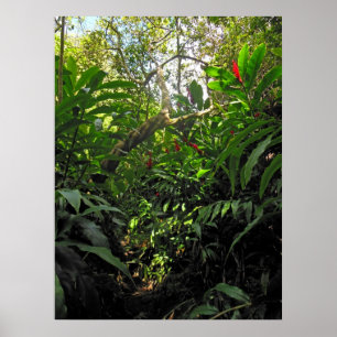Hawaiian Jungle Trail Poster