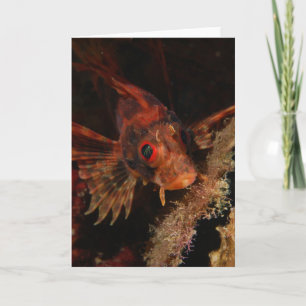 Hawaiian Lionfish Card