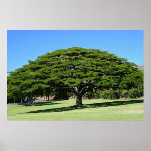 Hawaiian Majestic Tree Poster