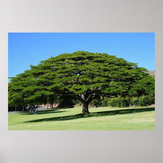 Hawaiian Majestic Tree Poster (Front)
