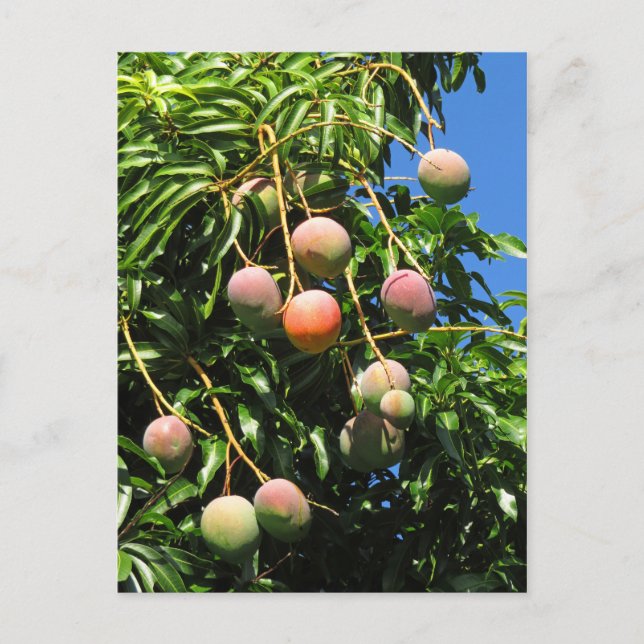 Hawaiian Mangoes Postcard (Front)
