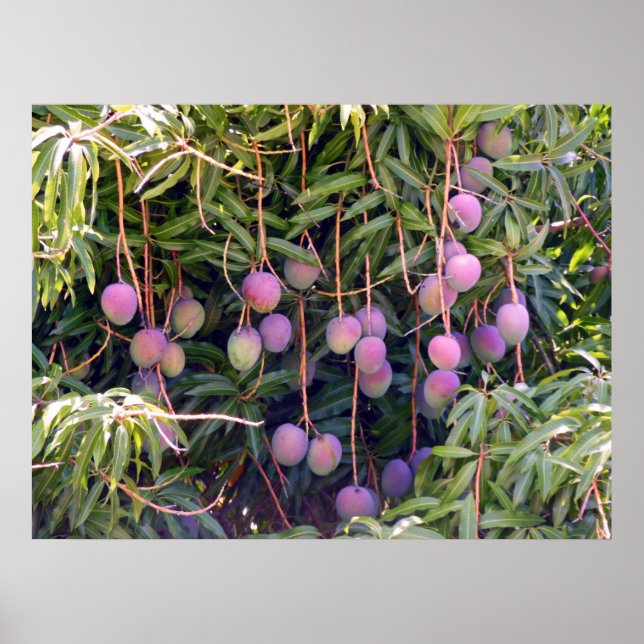 Hawaiian Mangoes Poster (Front)