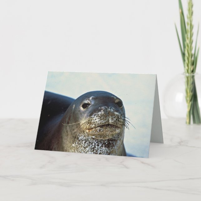 Hawaiian Monk Seal Card (Front)