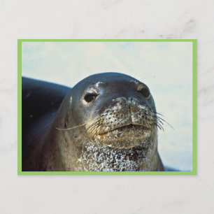 Hawaiian Monk Seal Postcard