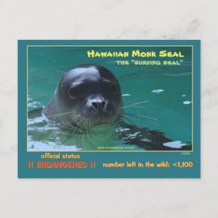 Hawaiian monk seals are facing extinction = postcard