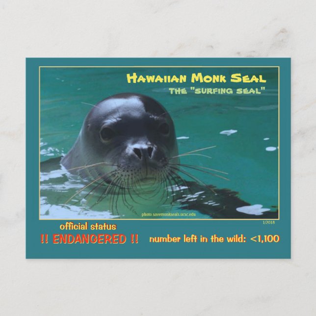 Hawaiian monk seals are facing extinction = postcard (Front)