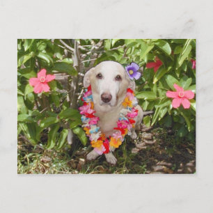 Hawaiian Myrtie Postcard