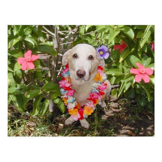 Hawaiian Myrtie Postcard