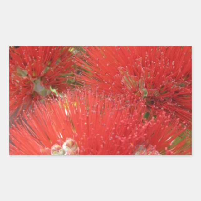 Hawaiian Native Ohia Lehua Flower Design Sticker (Front)