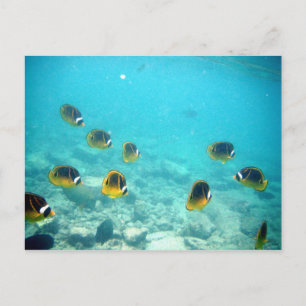 Hawaiian Ocean Scene Postcard