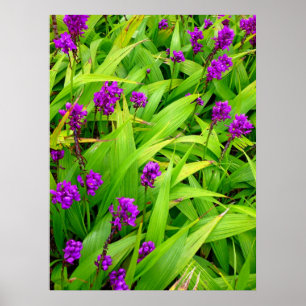 Hawaiian Orchids Poster