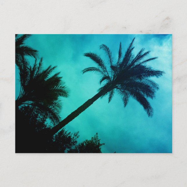 Hawaiian Palm Trees Postcard (Front)
