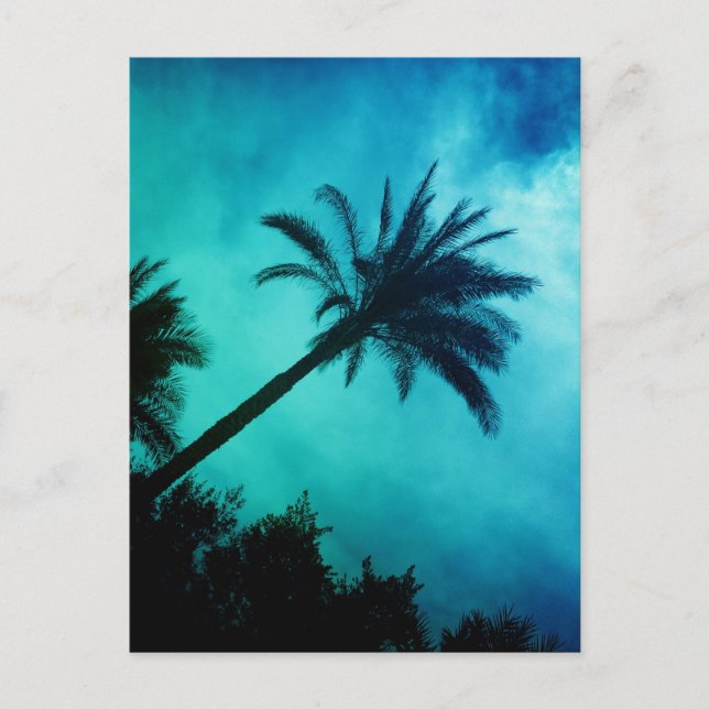 Hawaiian Palm Trees Postcard (Front)