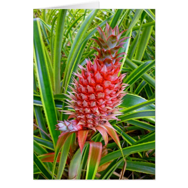 Hawaiian Pineapple (Front)