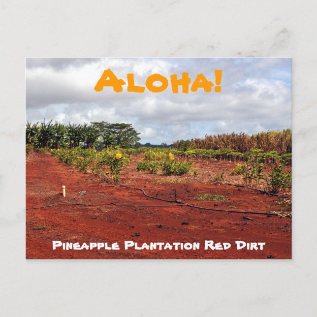 Hawaiian Pineapple Plantation Postcard (Front)