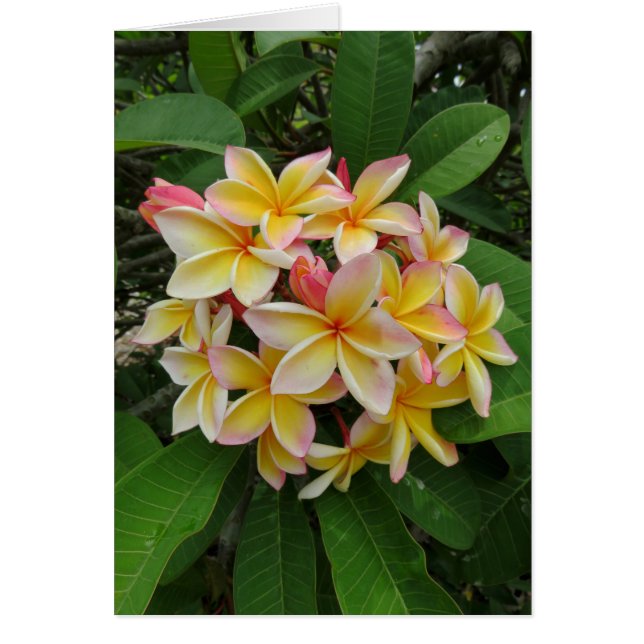 Hawaiian Plumeria (Front)