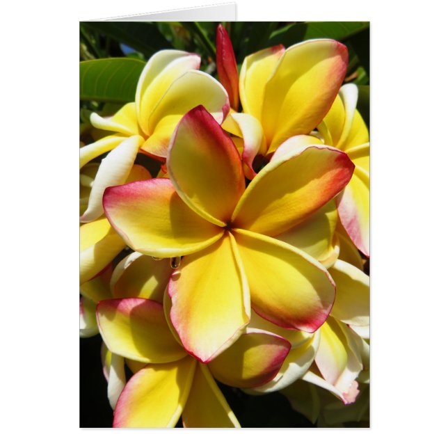 Hawaiian Plumeria (Front)